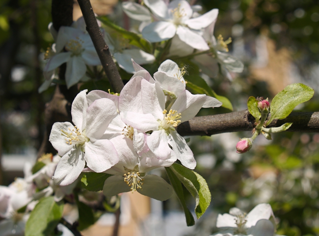 Malus domestica