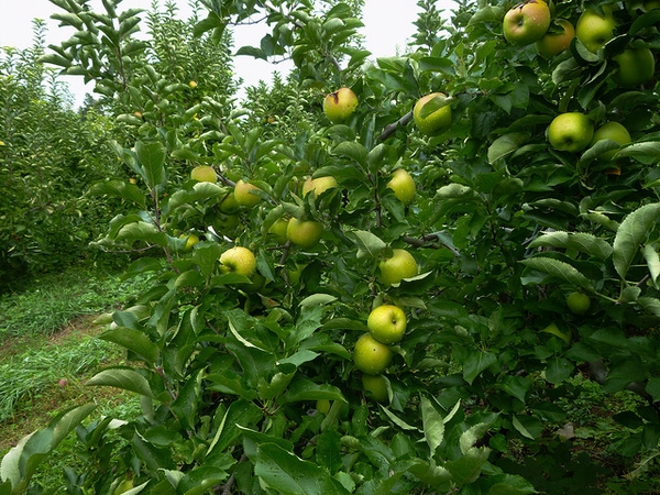 Malus domestica "Mutsu"