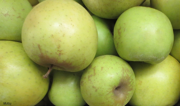 Malus domestica "Mutsu"
