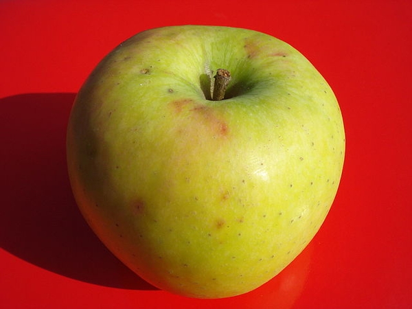 Malus domestica "Mutsu"