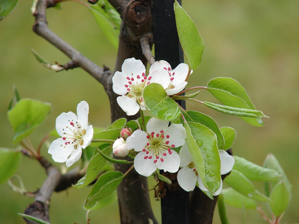 Malus domestica