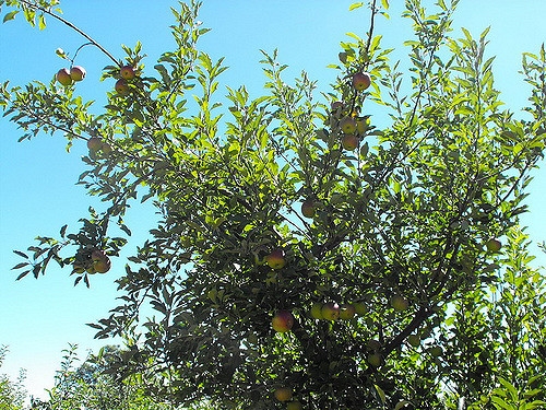 Malus domestica "Rome"