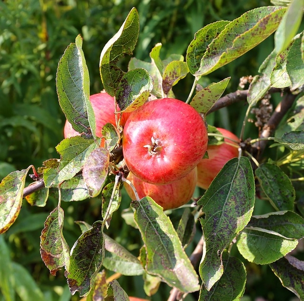 Malus domestica "Rome"