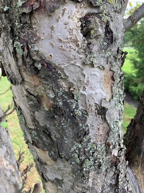 Bark