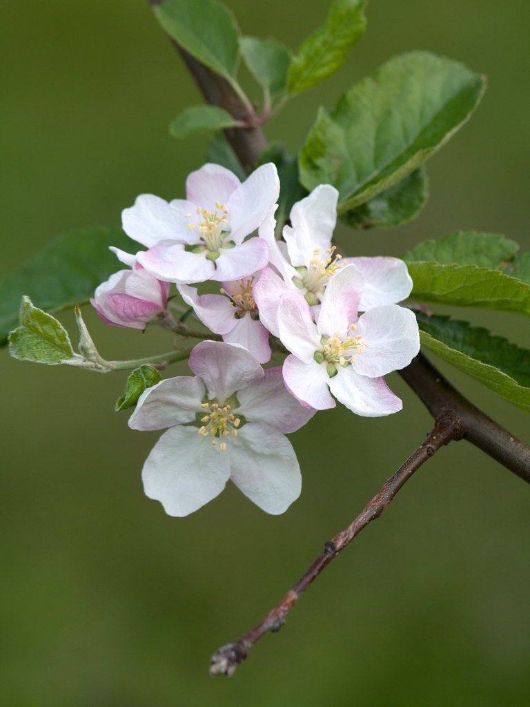 Flowers in spring