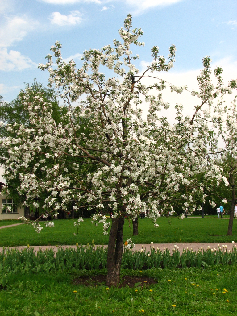 Form in bloom