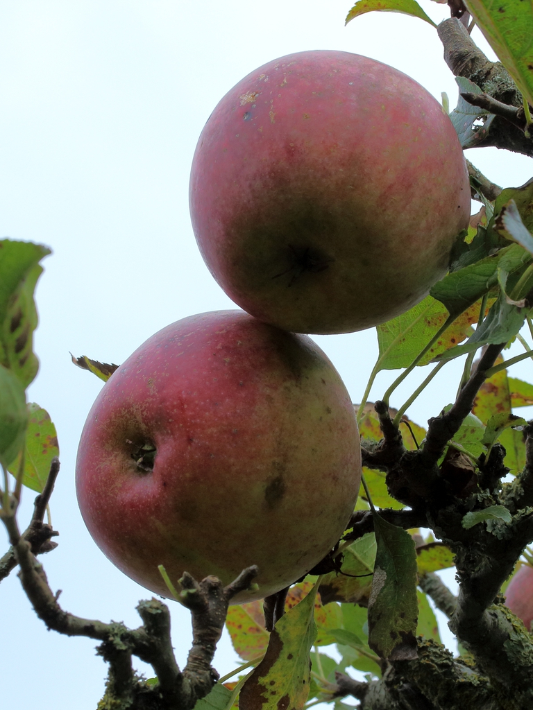 Fruit