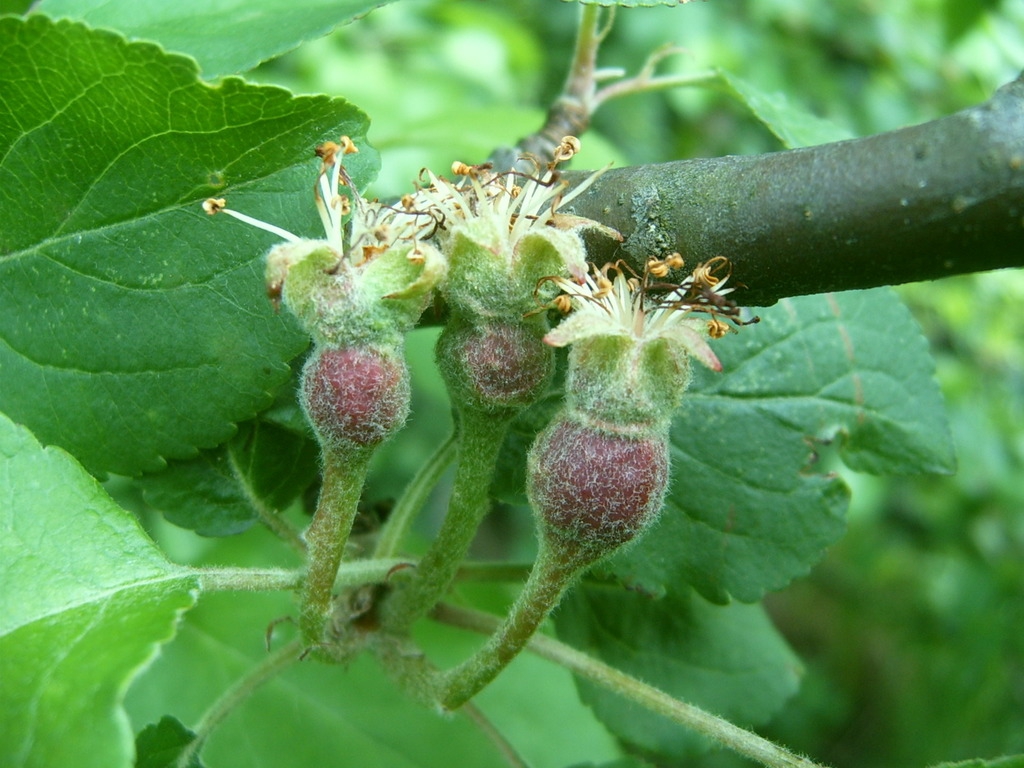 Immature fruit