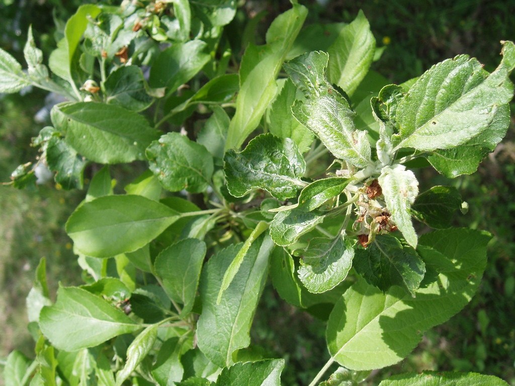 Leaves