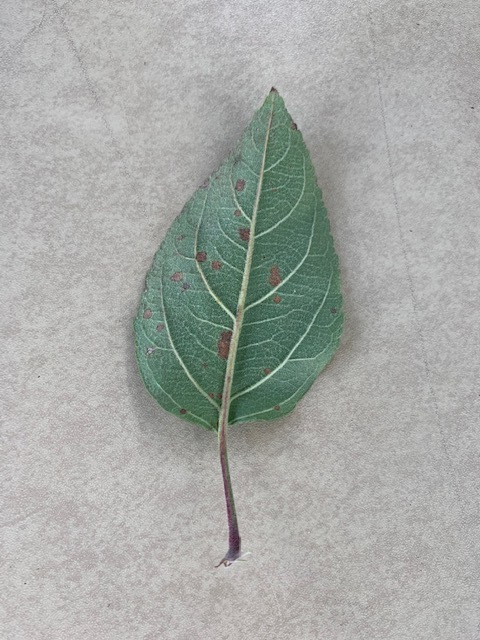Underside of leaf