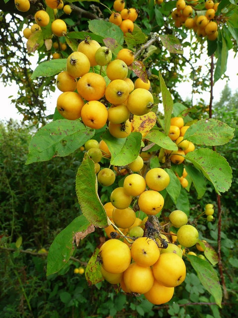 Fruits