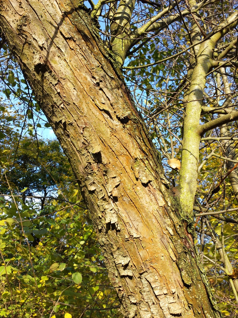 Malus sylvestris