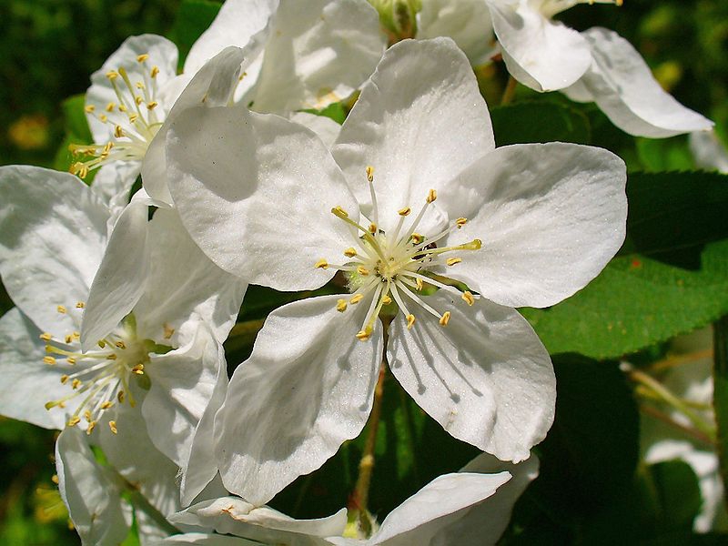 Malus sylvestris