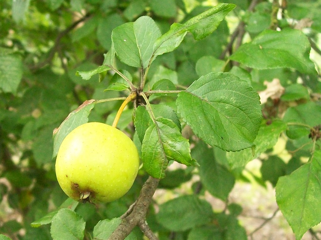 Malus sylvestris