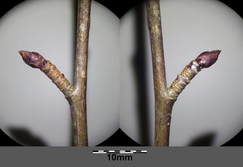 Stem buds