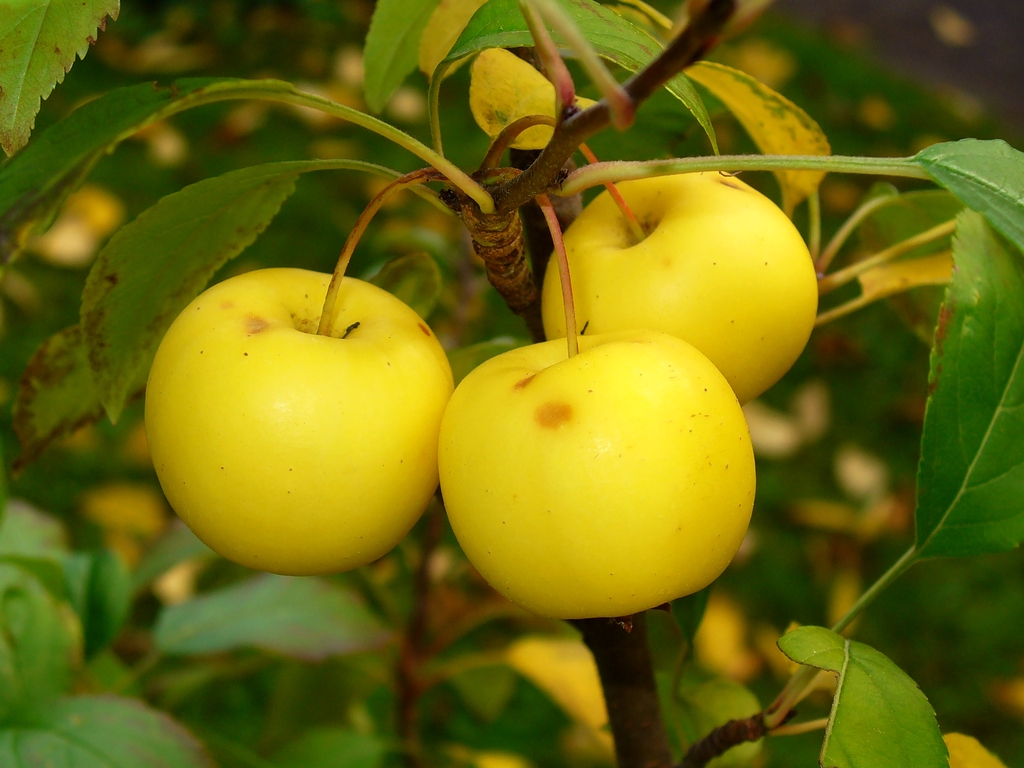 Yellow fruits