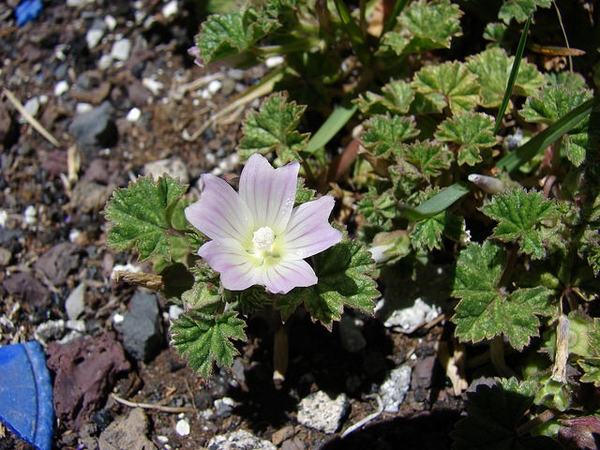 Malva neglecta