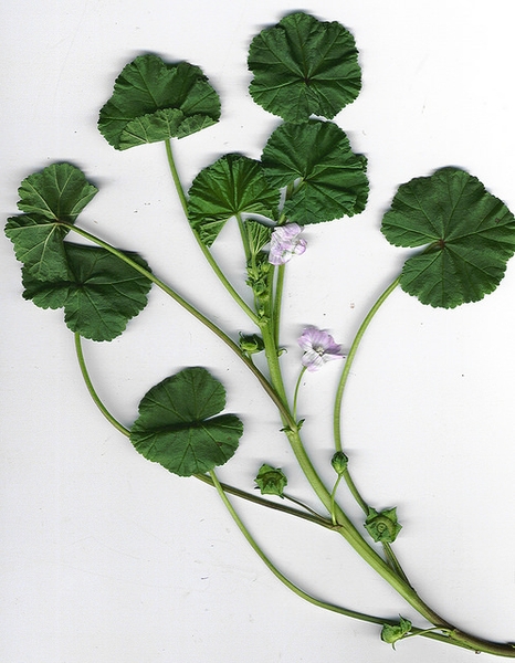 Malva neglecta