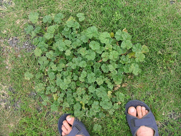 Malva neglecta