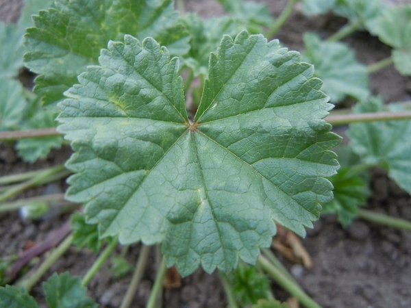 Malva neglecta