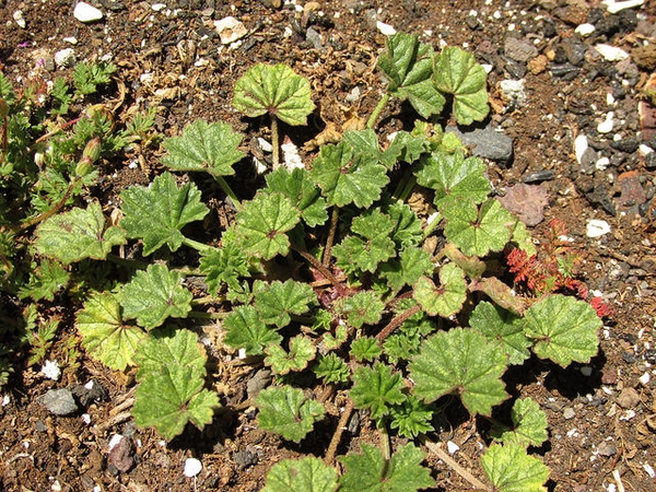 Malva neglecta