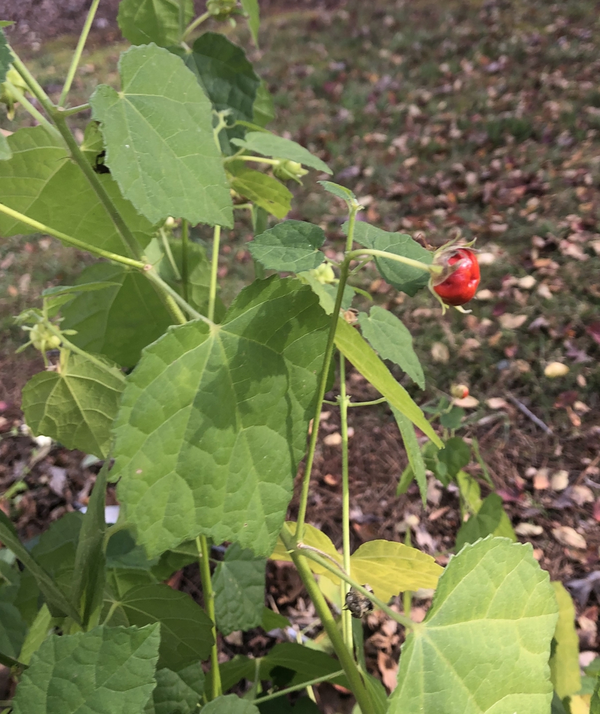 Malvaviscus arboreus var. drummondii