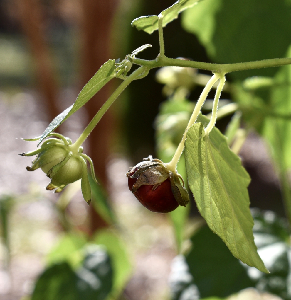 Malvaviscus arboreus var. drummondii