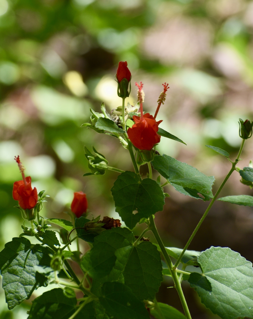 Malvaviscus arboreus var. drummondii