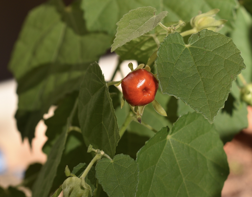 Malvaviscus arboreus var. drummondii