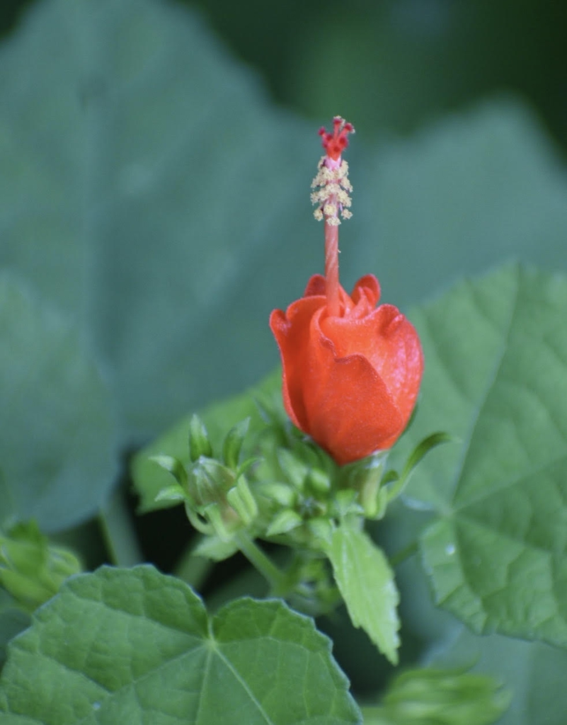 Malvaviscus arboreus var. drummondii
