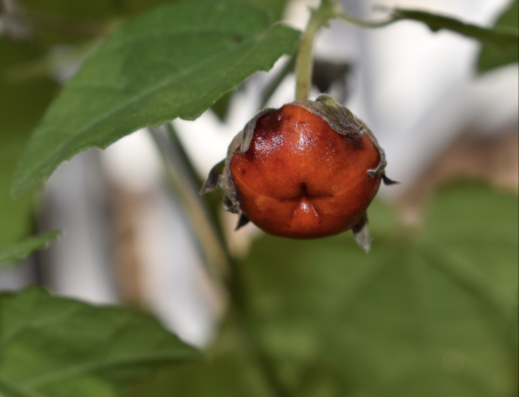 Malvaviscus arboreus var. drummondii
