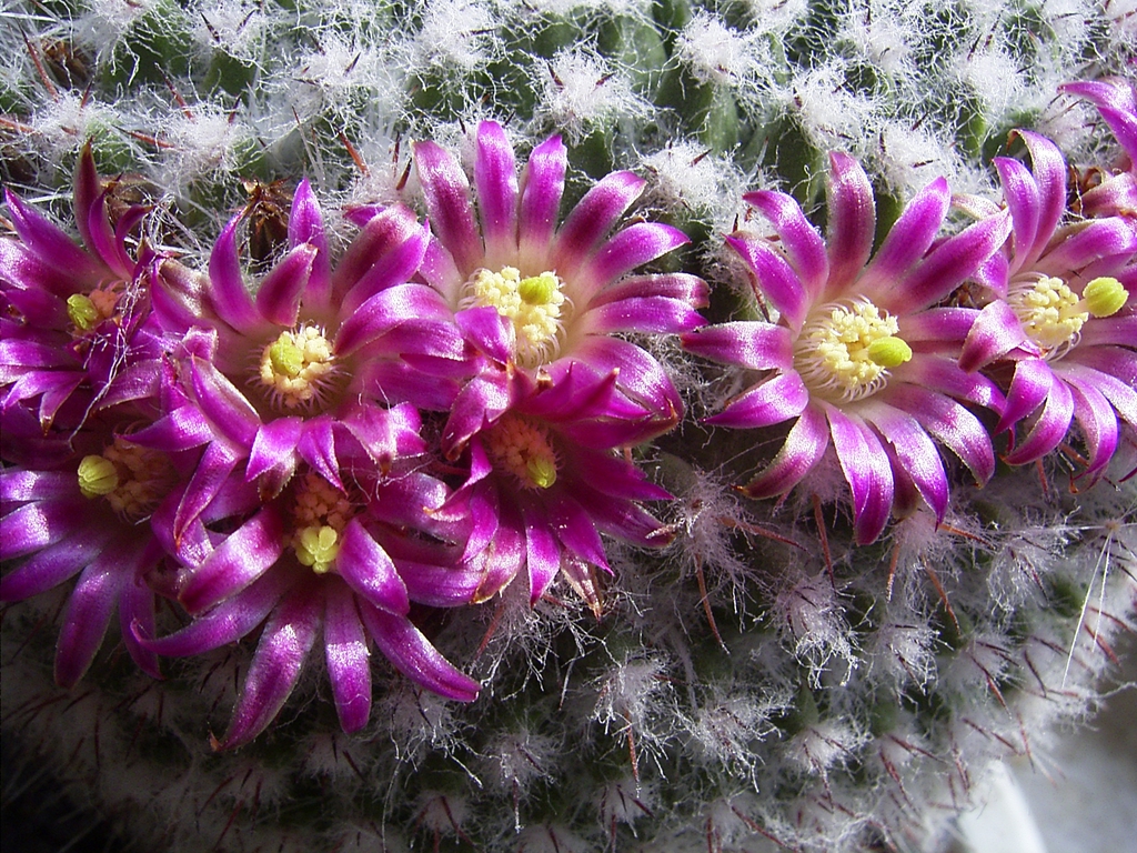 Form