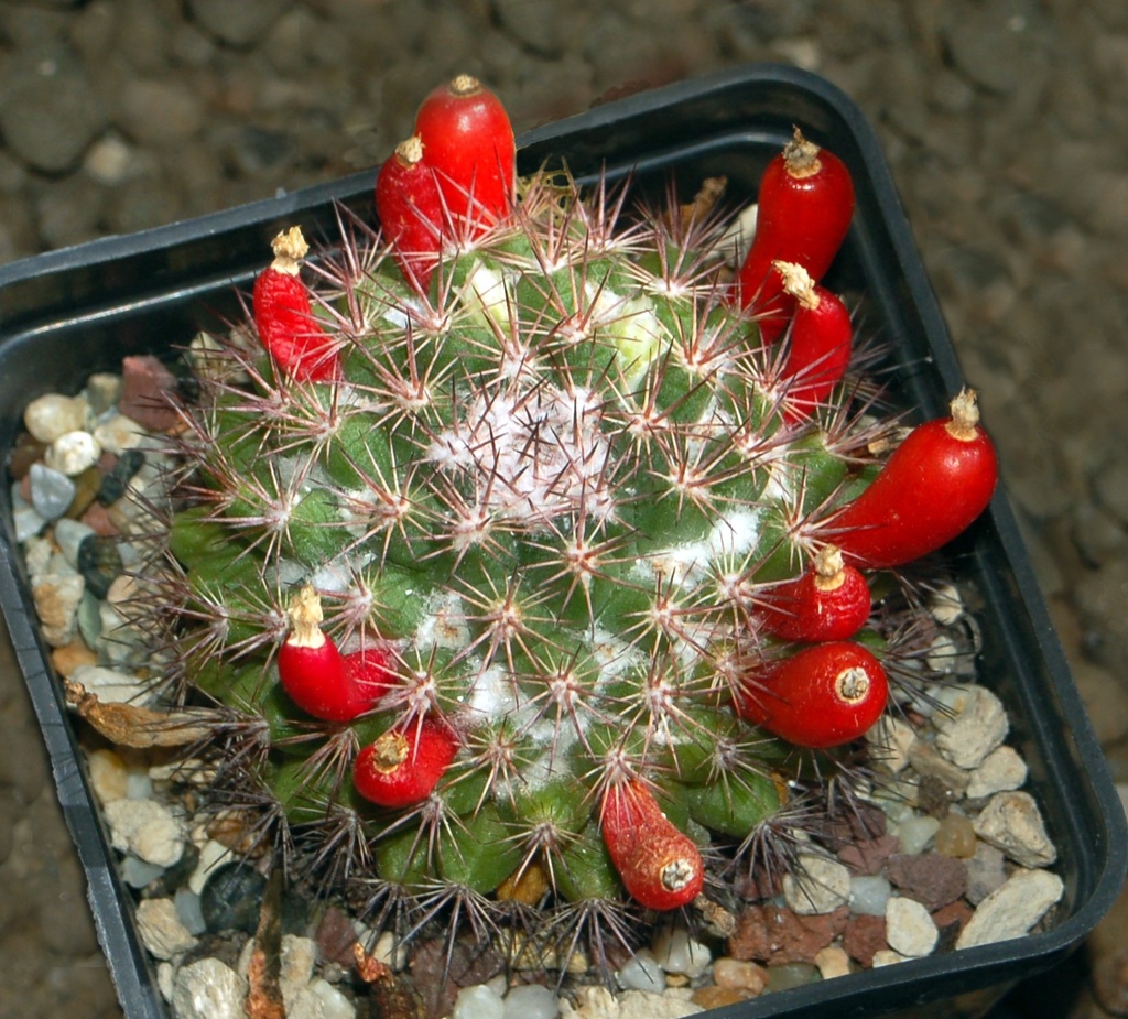 Form