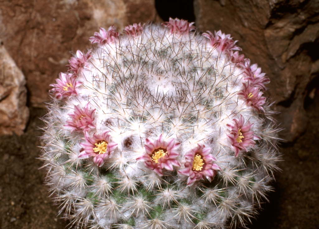 Form