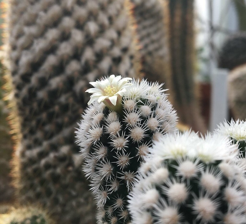 Small potted cactus with short white spines & small white flower