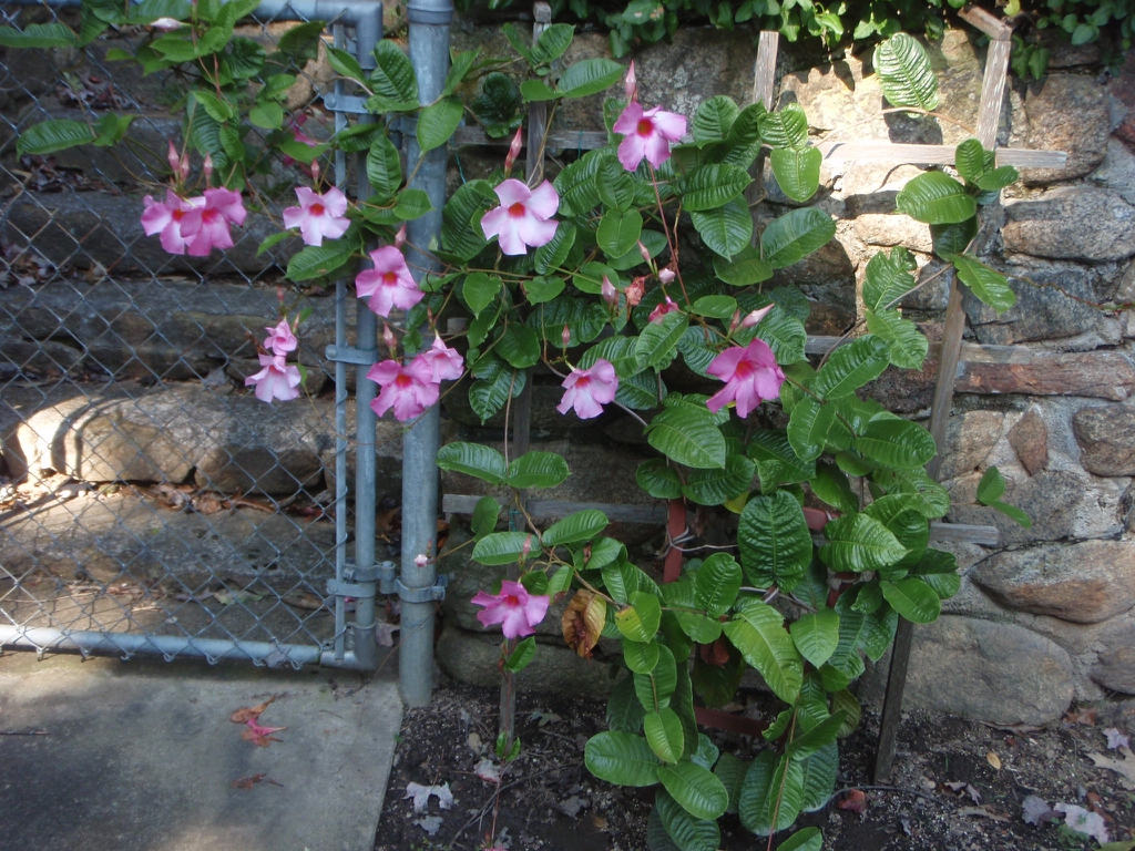 Flower and Leaves