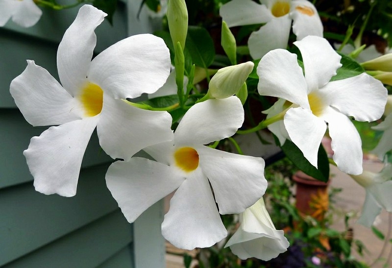 White, 5 lobed, trumpet-shaped flowers with yellow throats.