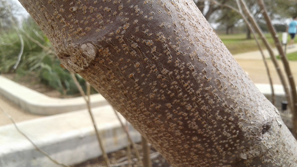 Grayish bark in March 7 in Houston, Texas