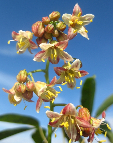 Male flowers with pink & white petals
