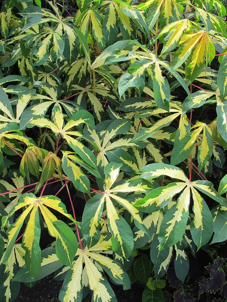 Palmated variegated leaves - yellow centers & green edges