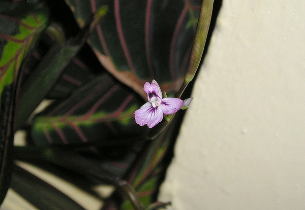 Maranta leuconeura