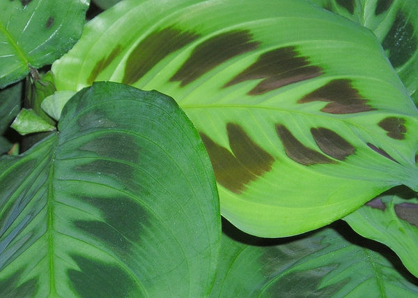 Maranta leuconeura