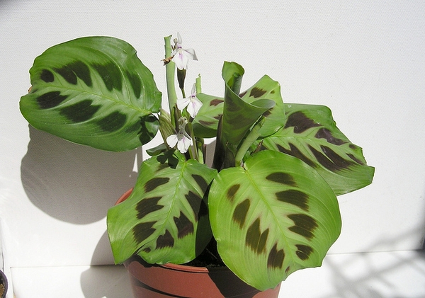 Maranta leuconeura