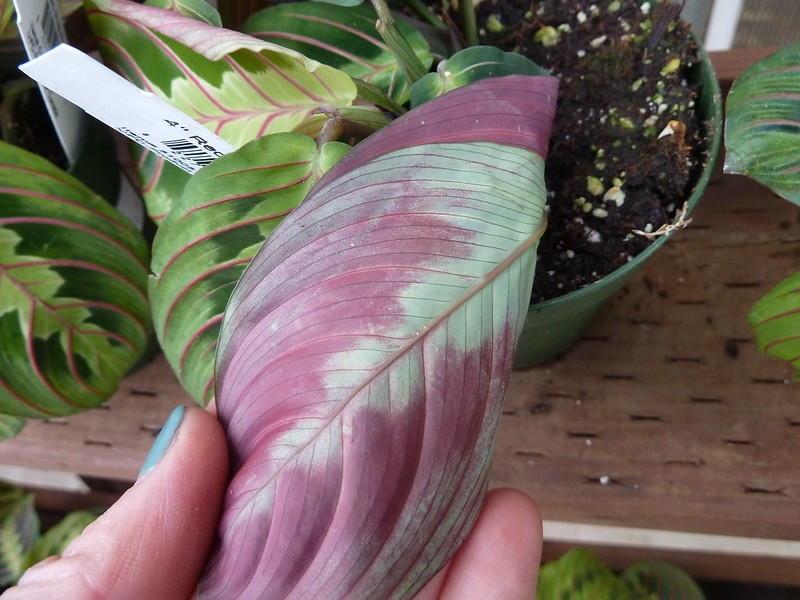 hand turning a leaf over to reveal the purple underside.