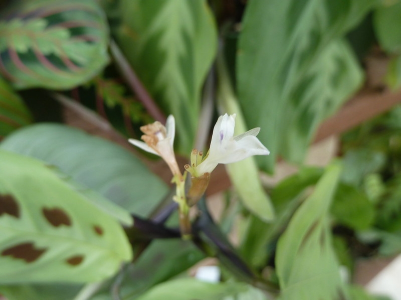 Close-up of small, paired, white flowers.