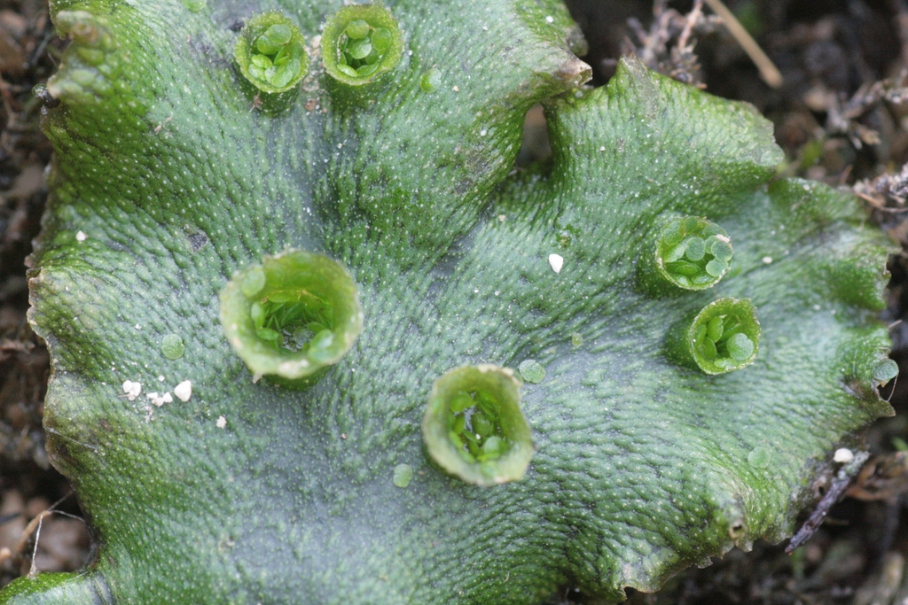 Marchantia polymorpha close up