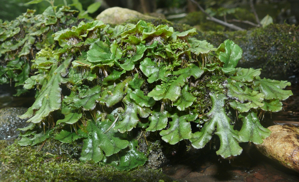 Marchantia polymorpha form