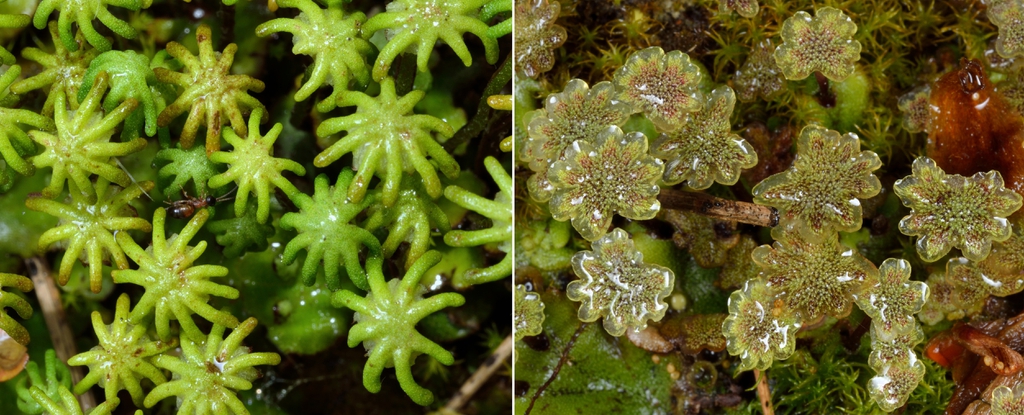 Marchantia polymorpha gametophytes (female on left and male on r