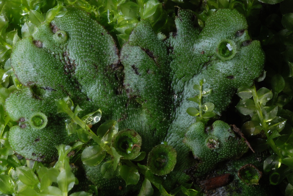 Form (East Avenue, Rochester, NY)-Mid Summer