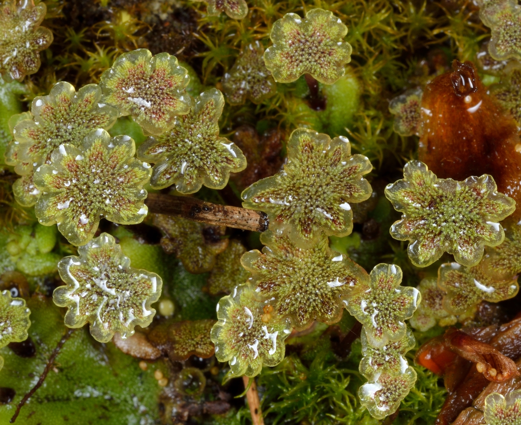 Marchantia polymorpha: male gametophytes with antheridiophores